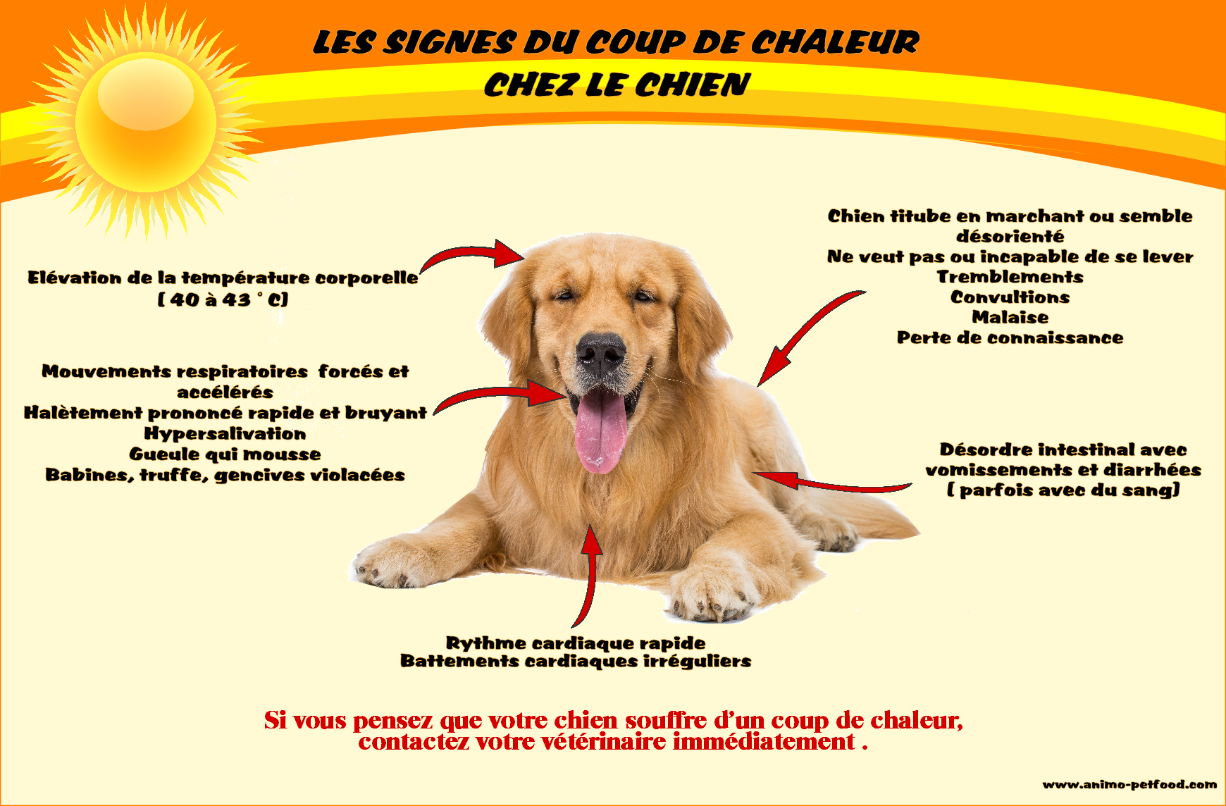 Attention Au Coup De Chaleur Chez Le Chien